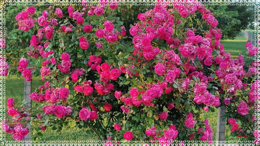 Laguna róże pnące